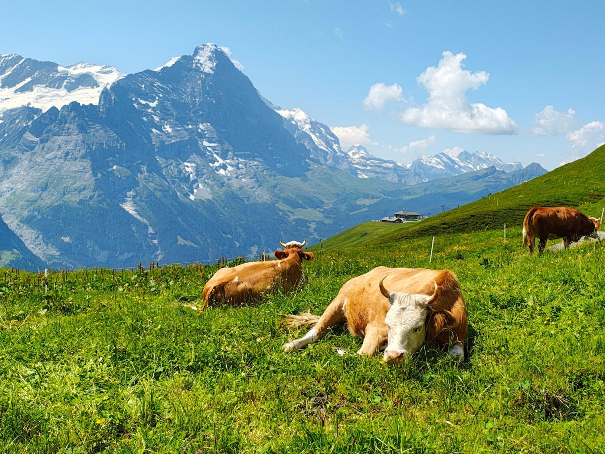 Chalet Schwendiboden Grindelwald Eksteriør bilde